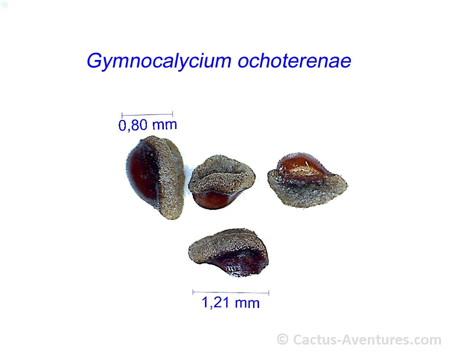 Gymnocalycium ochoterenae